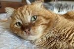 Умер дагестанский кот Хатико