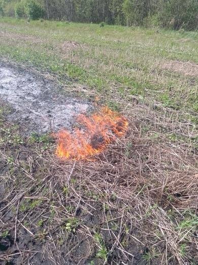 В Башкирии с начала года возникло шесть пожаров в лесах