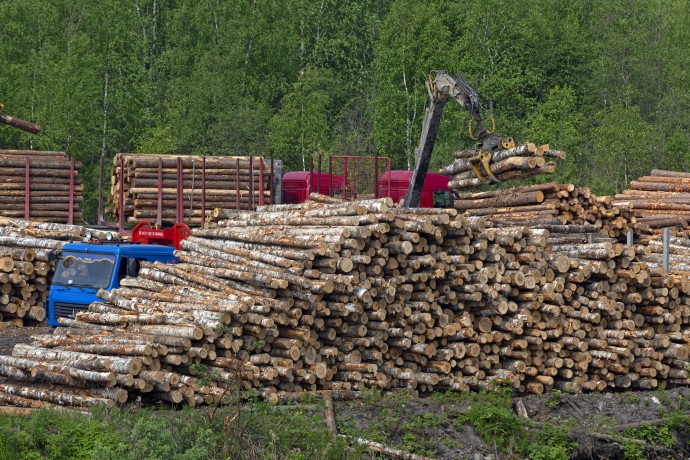 Обновлённую стратегию развития лесного комплекса РФ разработают до конца года