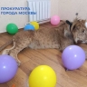 Сотрудники прокуратуры и Росприроднадзора изъяли двух львов в Москве