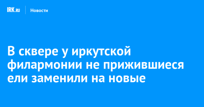 В сквере у иркутской филармонии не прижившиеся ели заменили на новые
