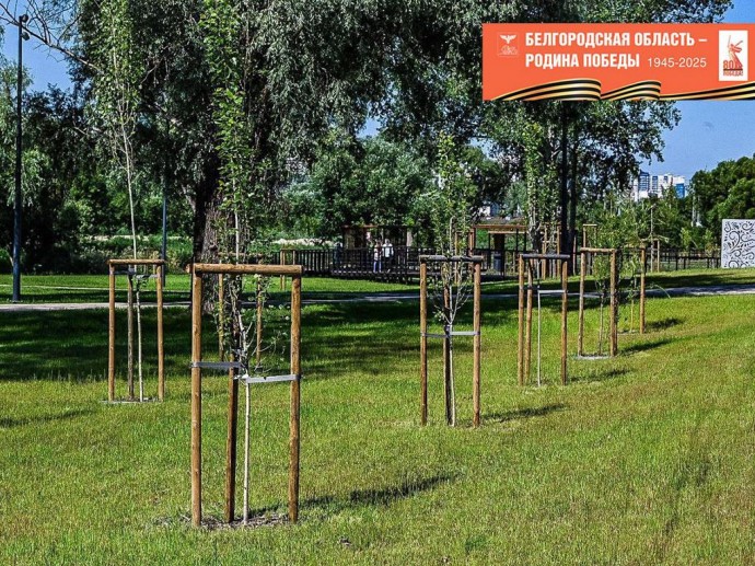 В Белгороде к 80-летию Победы в Великой Отечественной войне высадят 80 тысяч саженцев
