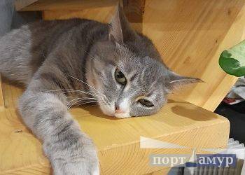 Козерогов обвинят в сплетничестве, Скорпионам бросят вызов