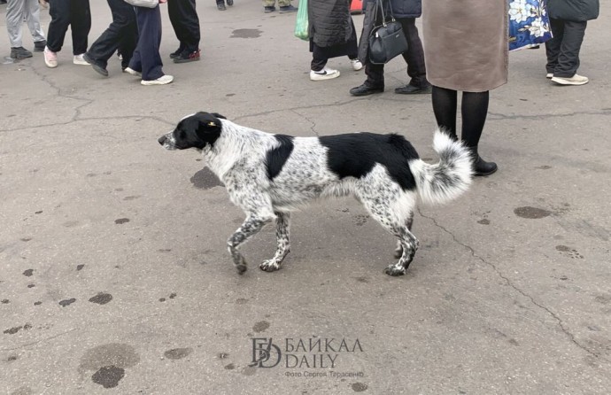 В Улан-Удэ устроят облавы на бродячих собак В Улан-Удэ устроят облавы на бродячих собак