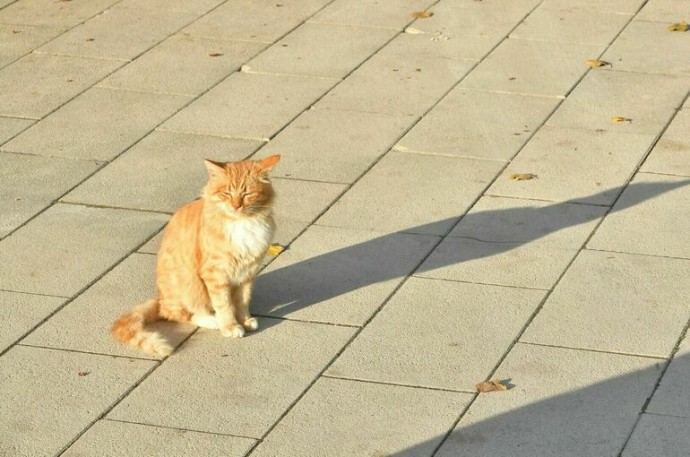 Температура выше нормы сохранится в Москве на длинных ноябрьских выходных Температура выше нормы сохранится в Москве на длинных ноябрьских выходных