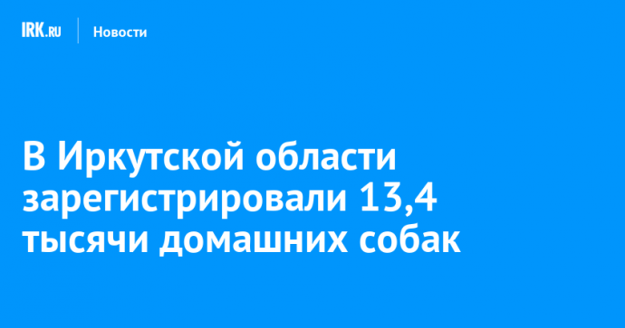 В Иркутской области зарегистрировали 13,4 тысячи домашних собак