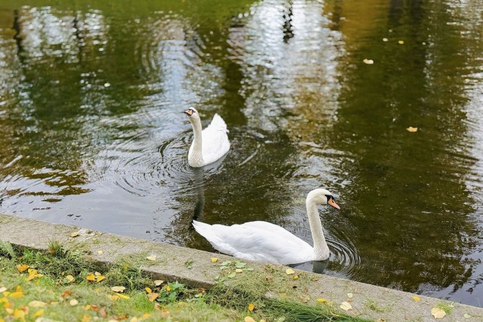 Взяли под опеку: Московский зоопарк принял на зимовку двух лебедей-шипунов