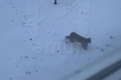 В Благовещенске снова заметили рысь