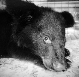 Врачи не смогли спасти семимесячного гималайского медвежонка в Приморье