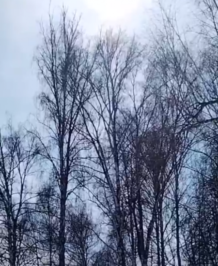 В Башкирию прилетели первые грачи