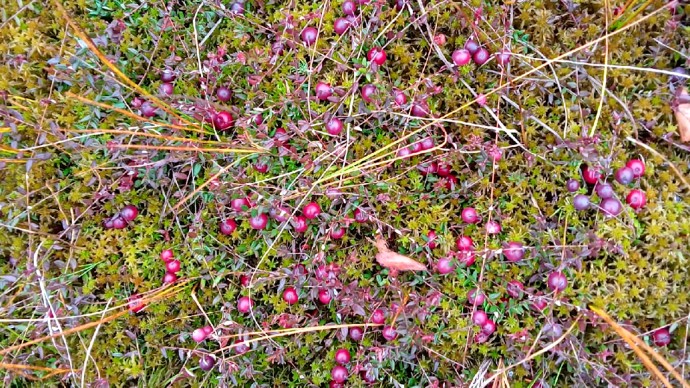Нетрезвый житель села открыл огонь по ягодникам в Тихвинском районе