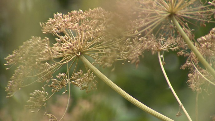 В Петербурге искусственный интеллект начал охоту на борщевик В Петербурге искусственный интеллект начал охоту на борщевик