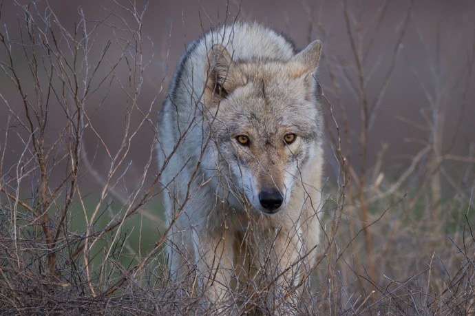 Российские учёные применяют искусственный интеллект для отслеживания популяции волков