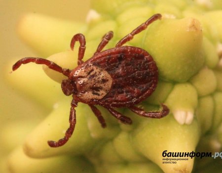 Клещ до двух часов может «путешествовать» по телу человека Клещ до двух часов может «путешествовать» по телу человека