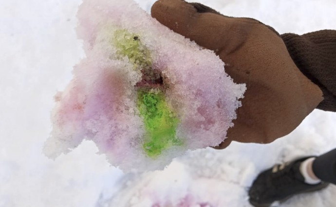 Неизвестные раскидали яд для животных в Петропавловске-Камчатском