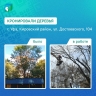 В Уфе по просьбе родителей кронировали деревья у детсада