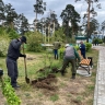 В улан-удэнском парке высадили 132 саженца акации