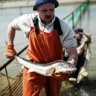 Производство осетровых в России выросло на 25 процентов