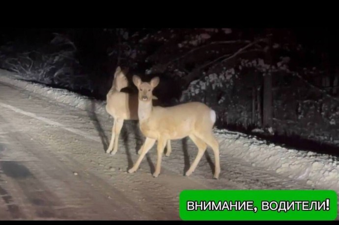 Пензенским водителям рассказали, как действовать, если встретят на дороге диких животных