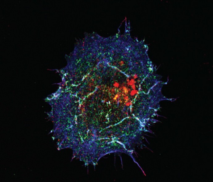 Вирусы будят рак Вирусы будят рак