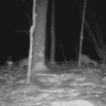В «Тульских засеках» фотоловушки подсмотрели весенние хлопоты косуль