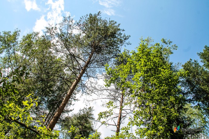 В Кировскую область ввезли 25 тысяч саженцев из Беларуси В Кировскую область ввезли 25 тысяч саженцев из Беларуси