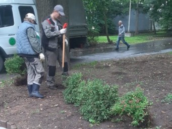 Александровский сад украсили спиреи, дерен и гортензии