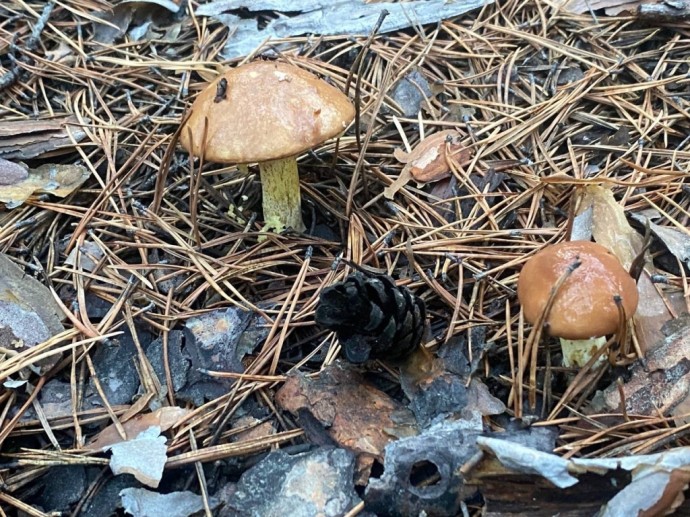 В Забайкалье ночью искали заблудившихся сборщиц грибов В Забайкалье ночью искали заблудившихся сборщиц грибов