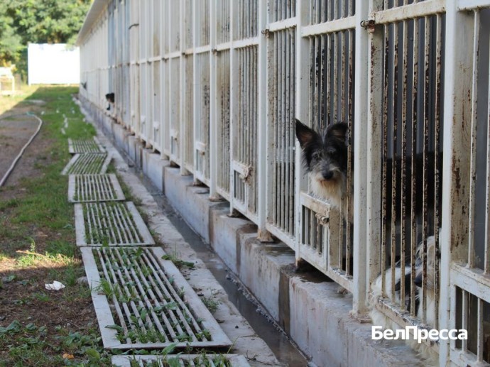 Вдоль дороги с поводком. Как и для чего белгородцы выгуливают собак из приюта