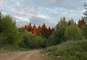 В Пермском крае группу мужчин осудят за незаконную рубку защитного леса на сумму 4,4 млн рублей
