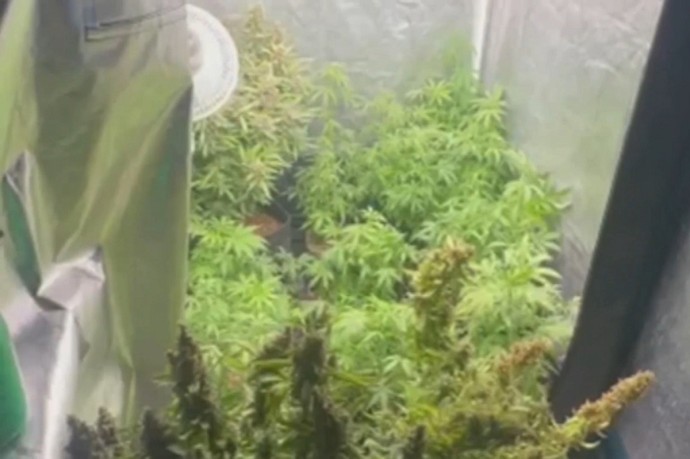 В Подмосковье задержали россиянина за 28 кустов конопли в квартире