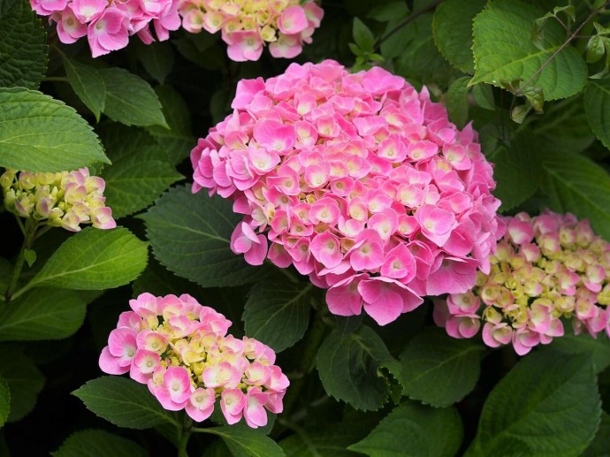 Зима идёт, и гортензии не простят халатности: что нужно сделать прямо сейчас Зима идёт, и гортензии не простят халатности: что нужно сделать прямо сейчас