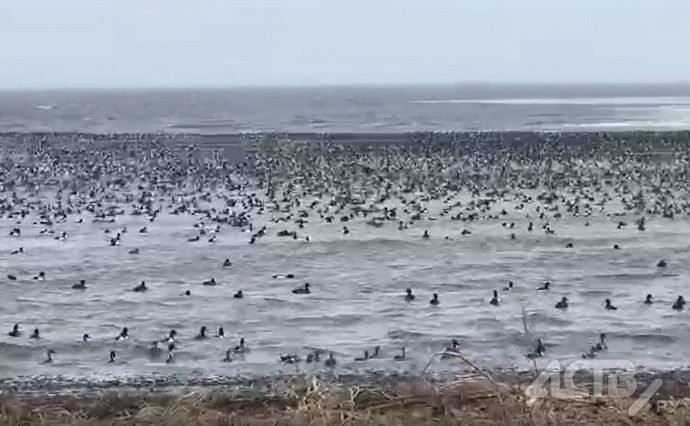 Сахалинцы: на Буссе так много уток, что воды не видно