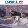 Регионам указали особенности разработки правил обращения с бездомными животными