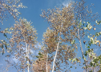 Желтый уровень метеоопасности объявили в Приамурье из-за ветра Желтый уровень метеоопасности объявили в Приамурье из-за ветра