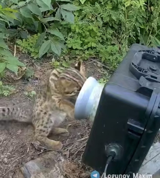 Лесная загадка: котёнок-исследователь столкнулся с необъяснимым в приморском лесу