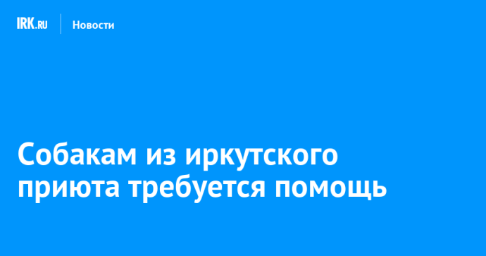 Собакам из иркутского приюта требуется помощь Собакам из иркутского приюта требуется помощь