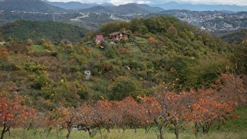 Кассация подтвердила законность возврата в госсобственность земель в Сочи