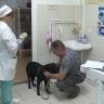 Где бесплатно чипировать домашнее животное в Тульской области