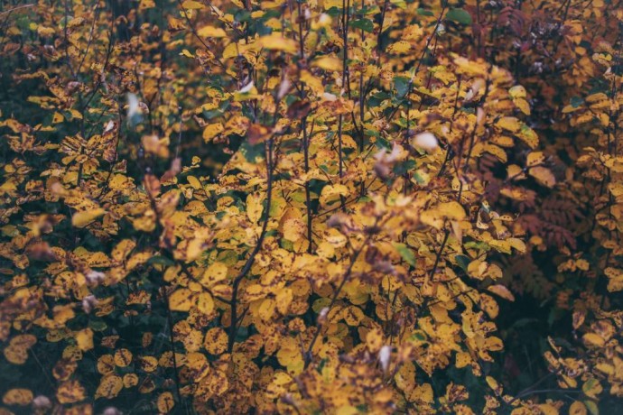 ​Тепло и сухо: метеорологи рассказали о погоде в Пермском крае в октябре