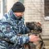 Хвостатые товарищи. Как собаки помогают белгородским полицейским раскрывать преступления
