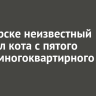 В Ангарске неизвестный сбросил кота с пятого этажа многоквартирного дома