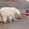 Московский зоопарк опубликовал видео с тортом для белой медведицы Айки