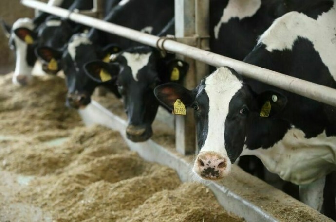 Буренок и несушек в подсобных хозяйствах предложили пересчитать