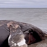 На берег Охотского моря на Камчатке выбросило кита