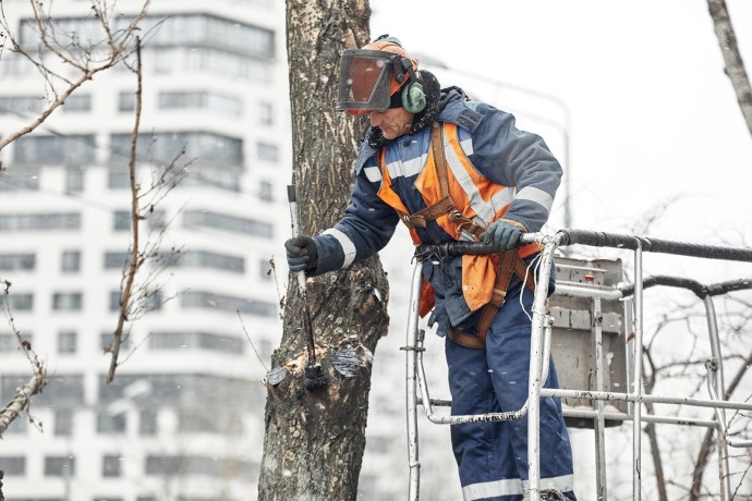 В Москве началась омолаживающая и формовочная обрезка деревьев