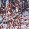 До +15°C и небольшой снег: погодный микс ждёт Сахалинскую область 12 октября