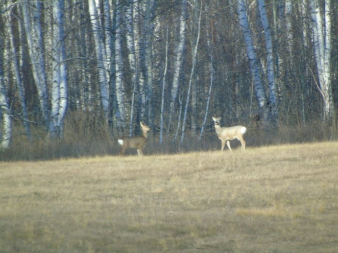 Две дикие косули попали в фотокадр в Башкирии Две дикие косули попали в фотокадр в Башкирии