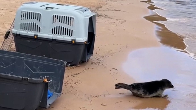 В Ладожское озеро после реабилитации вернулась нерпа