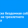 В Братске бездомная собака напала на трехлетнего ребенка